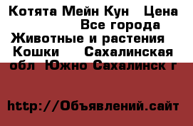 Котята Мейн Кун › Цена ­ 15 000 - Все города Животные и растения » Кошки   . Сахалинская обл.,Южно-Сахалинск г.